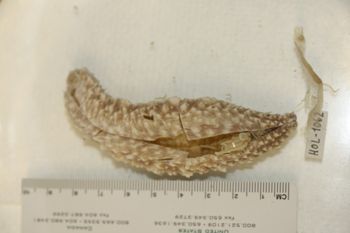 Media type: image;   Invertebrate Zoology HOL-1062 Description: Preserved specimen.;